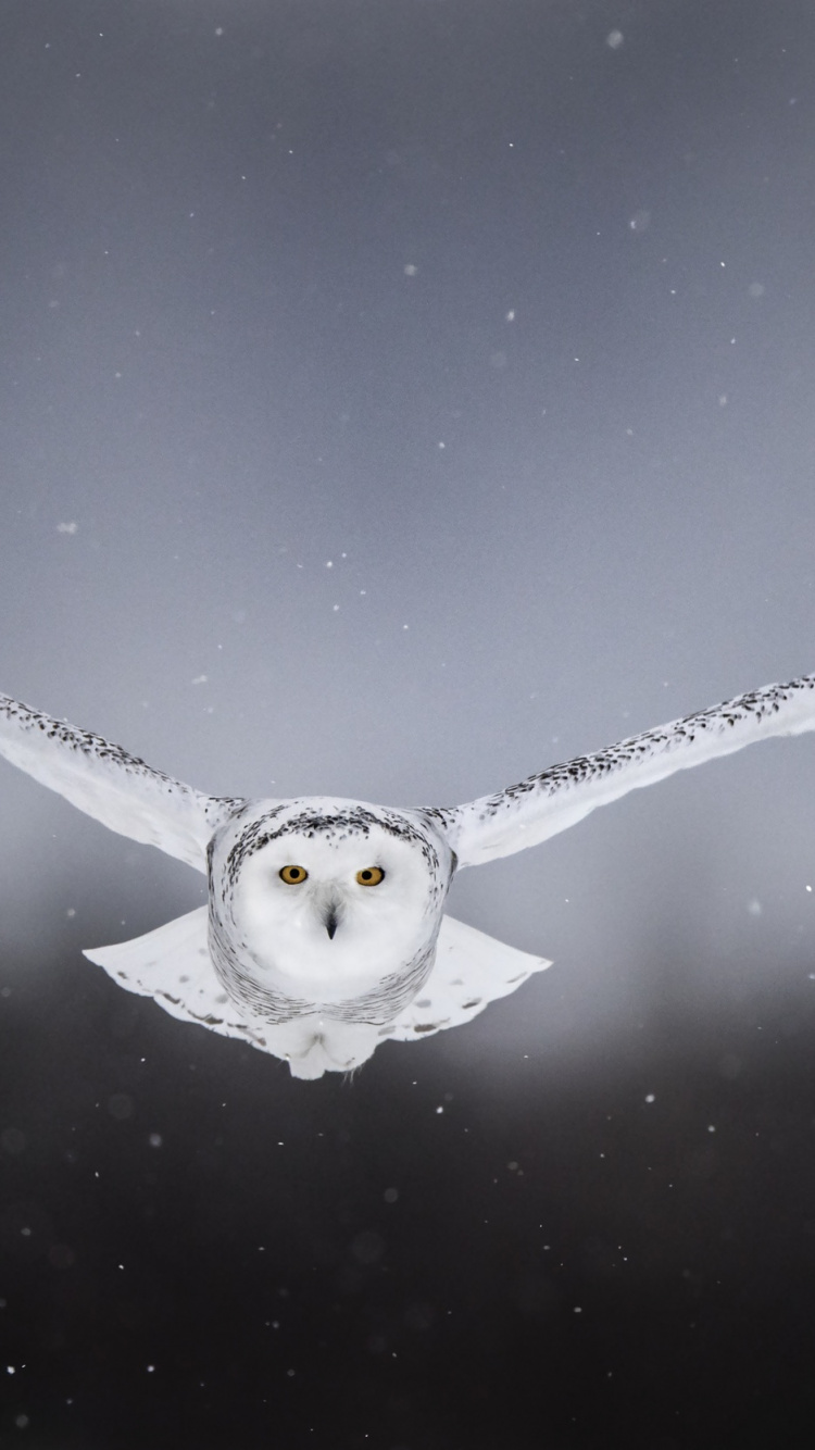 Water Droplets on Black and White Surface. Wallpaper in 750x1334 Resolution