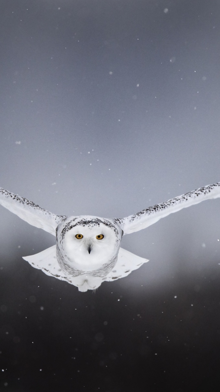 Wassertropfen Auf Schwarz-weißer Oberfläche. Wallpaper in 720x1280 Resolution