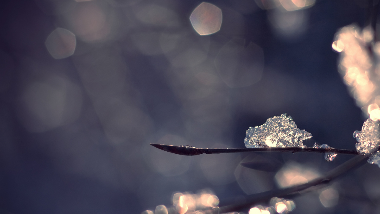 Water Droplets on Brown Leaf. Wallpaper in 1280x720 Resolution