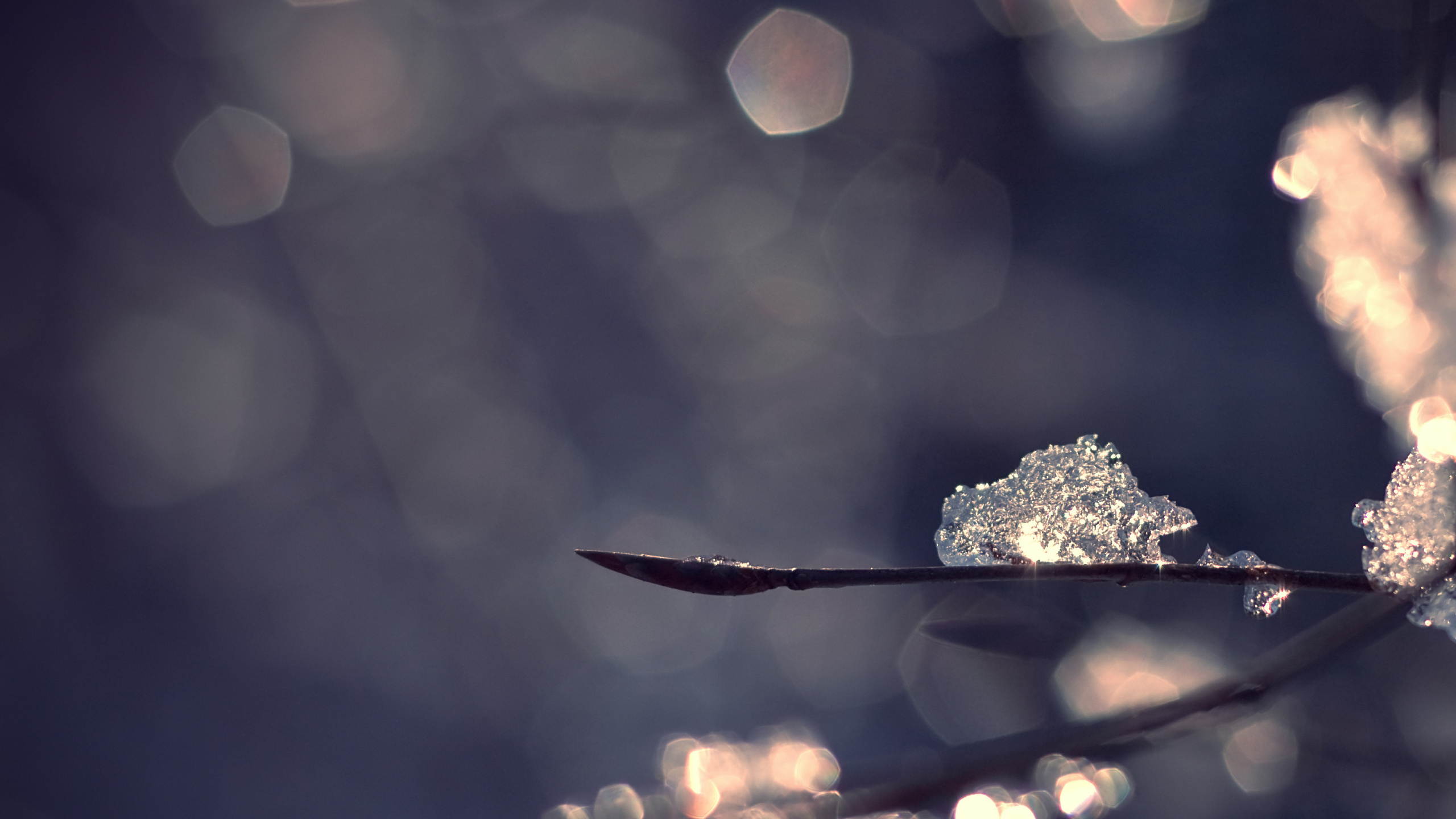 Gouttelettes D'eau Sur Feuille Brune. Wallpaper in 2560x1440 Resolution