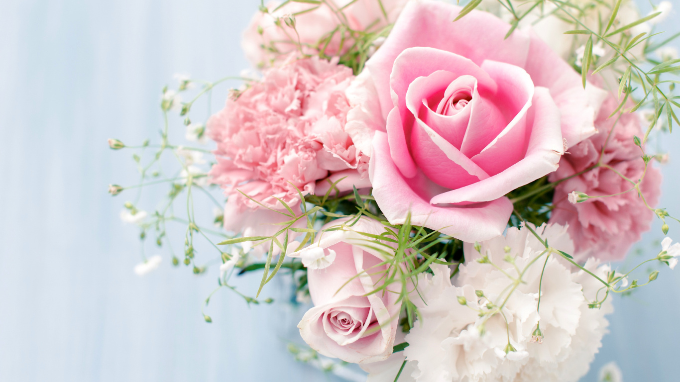 Pink Roses in White Ceramic Vase. Wallpaper in 1366x768 Resolution