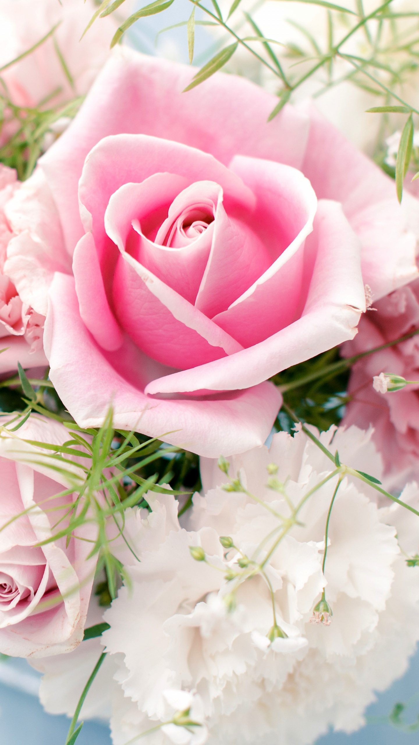 Pink Roses in White Ceramic Vase. Wallpaper in 1440x2560 Resolution