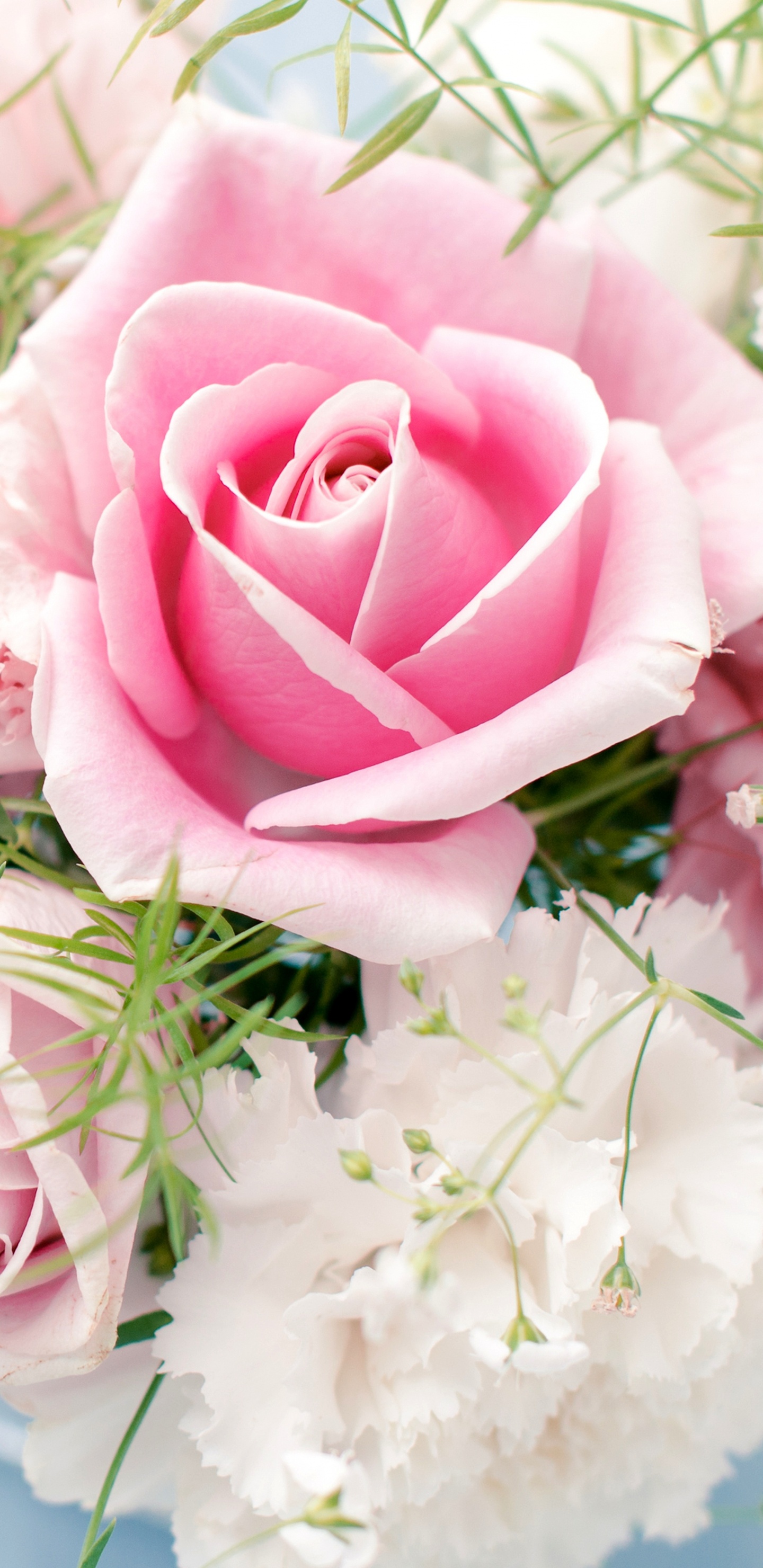 Pink Roses in White Ceramic Vase. Wallpaper in 1440x2960 Resolution