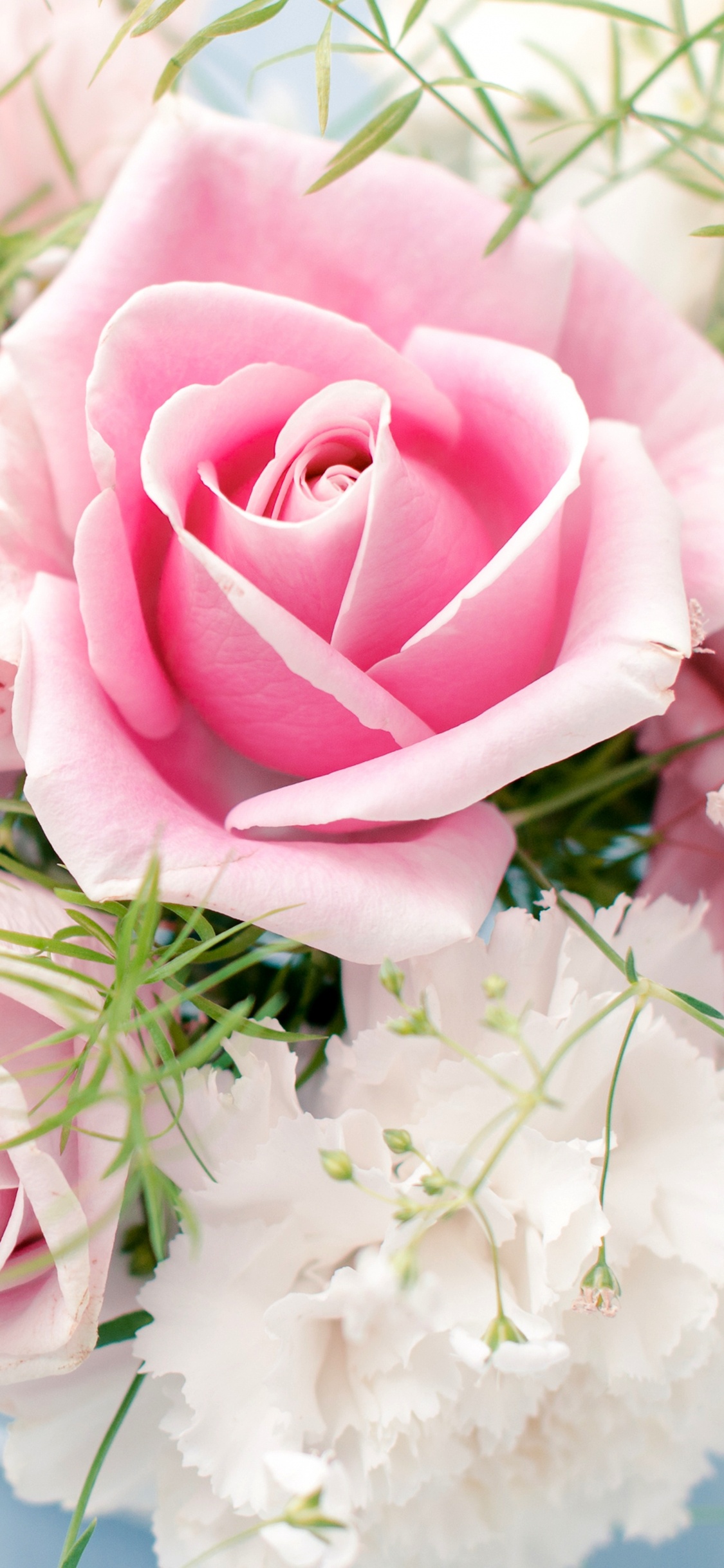 Roses Roses Dans un Vase en Céramique Blanche. Wallpaper in 1125x2436 Resolution