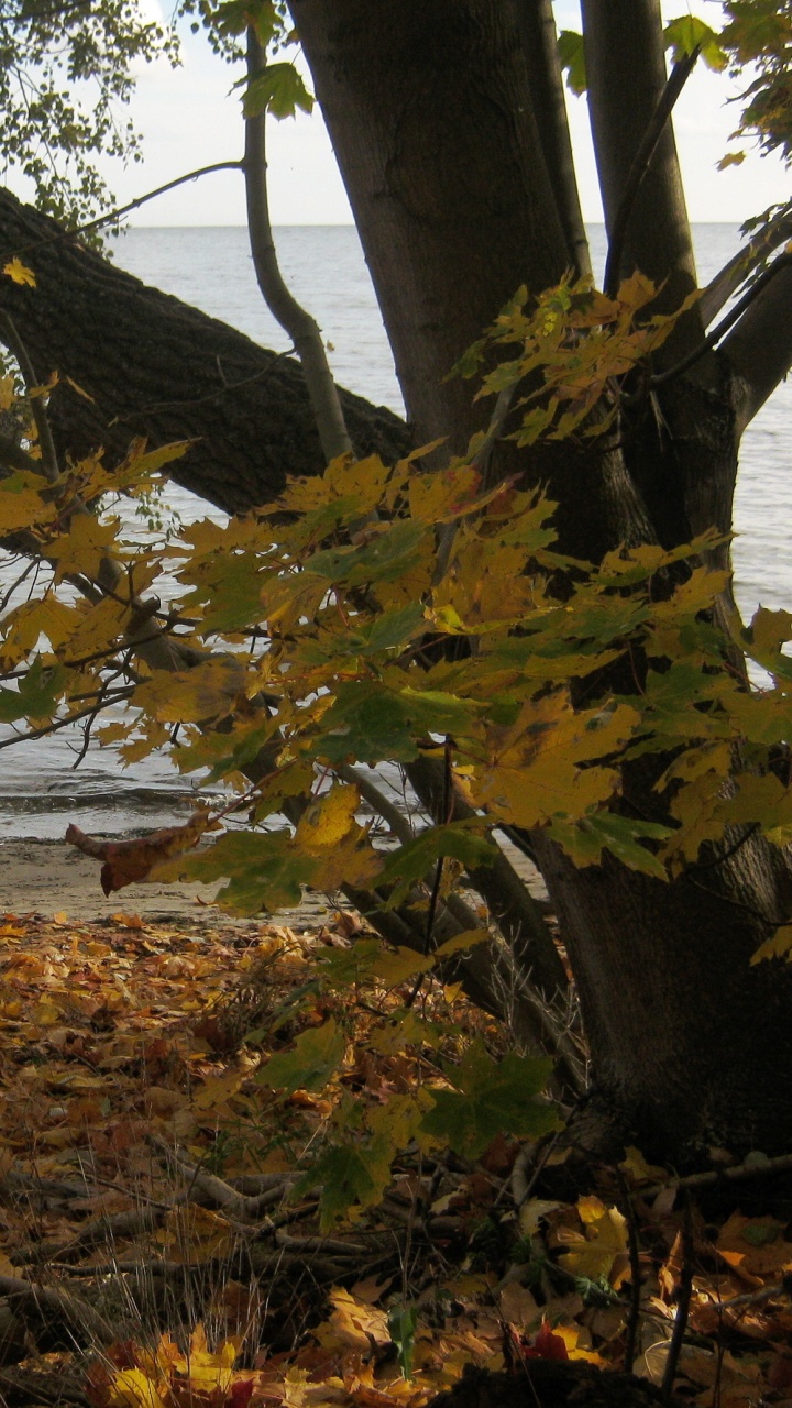 Brown Tree Near Body of Water During Daytime. Wallpaper in 720x1280 Resolution