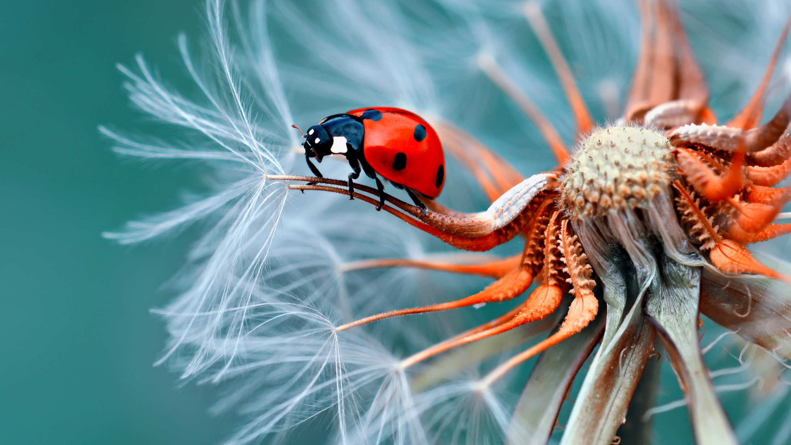 Camera Lens, Arthropod, Eye, Insect, Plant. Wallpaper in 2560x1440 Resolution