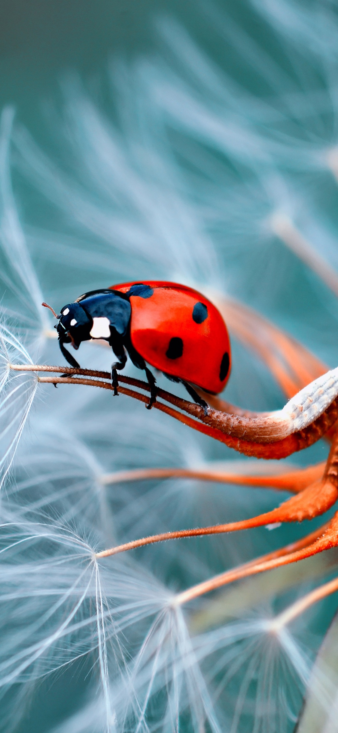 Lente de la Cámara, Artrópodos, Insecto, Plaga, de Cerca. Wallpaper in 1125x2436 Resolution