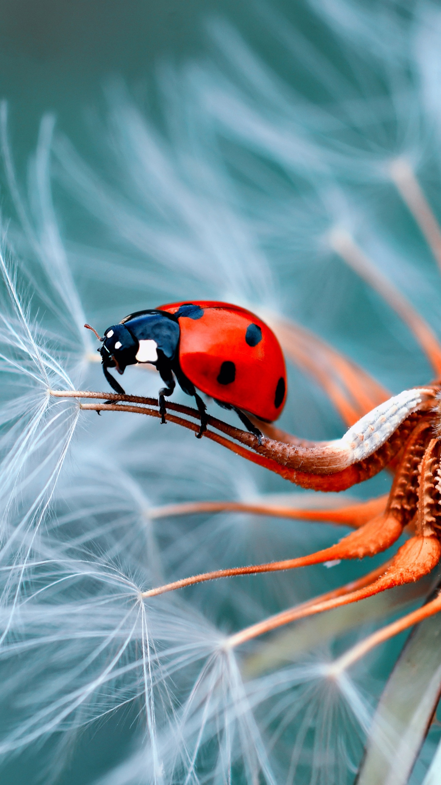 Lente de la Cámara, Artrópodos, Insecto, Plaga, de Cerca. Wallpaper in 1440x2560 Resolution