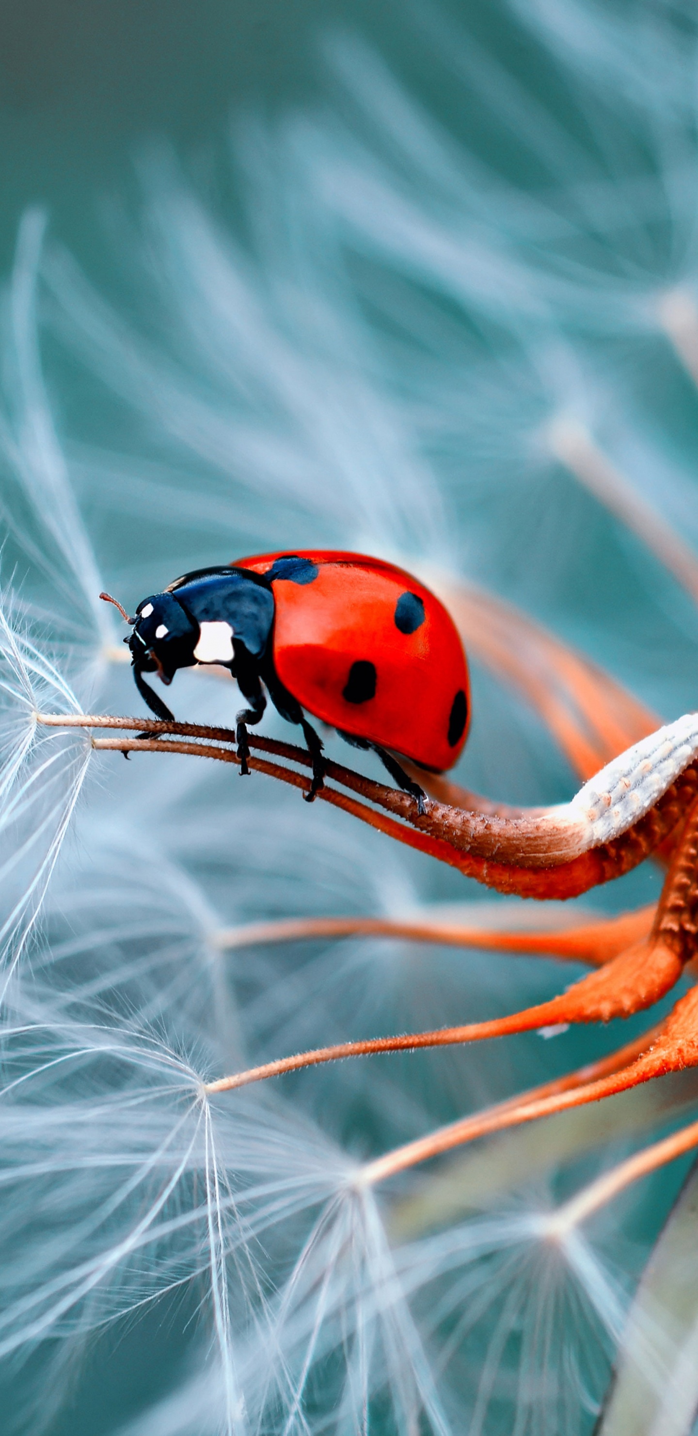 Lente de la Cámara, Artrópodos, Insecto, Plaga, de Cerca. Wallpaper in 1440x2960 Resolution