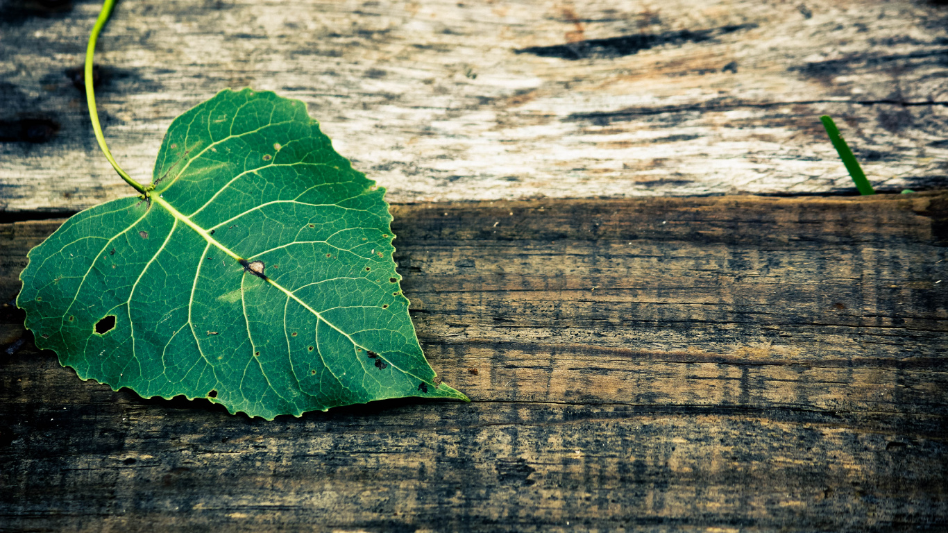 Feuille Verte Sur Une Surface en Bois Marron. Wallpaper in 1366x768 Resolution