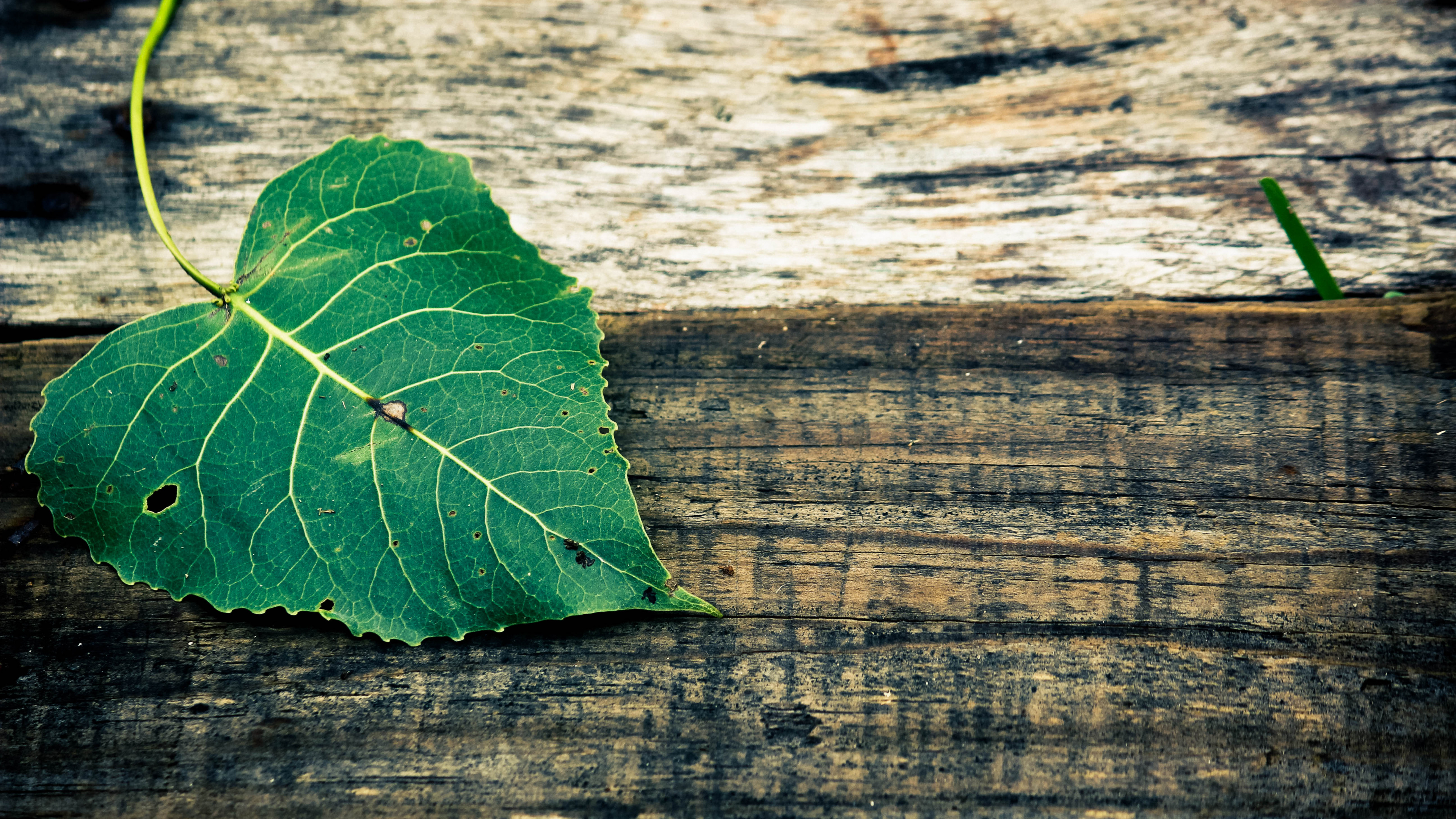 Feuille Verte Sur Une Surface en Bois Marron. Wallpaper in 3840x2160 Resolution