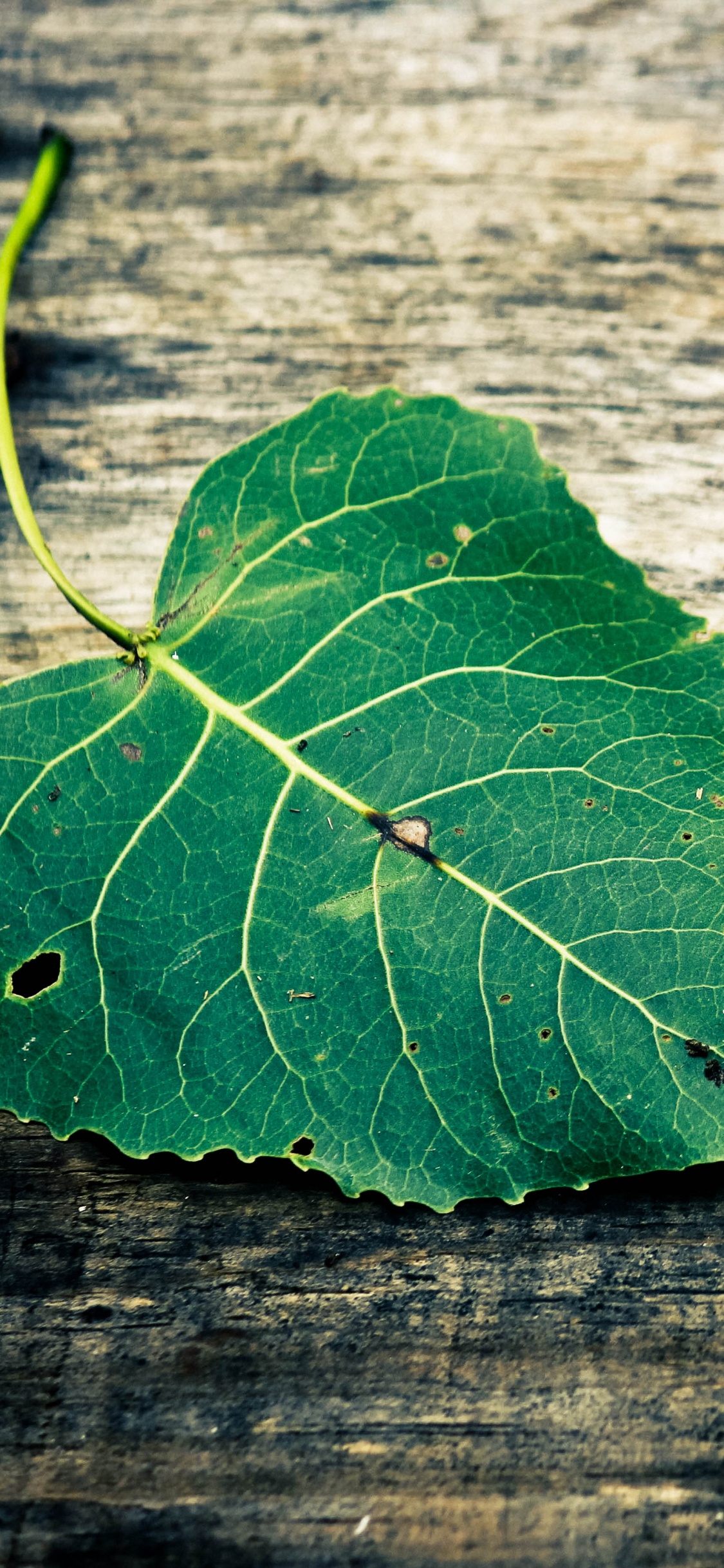 Grünes Blatt Auf Brauner Holzoberfläche. Wallpaper in 1125x2436 Resolution