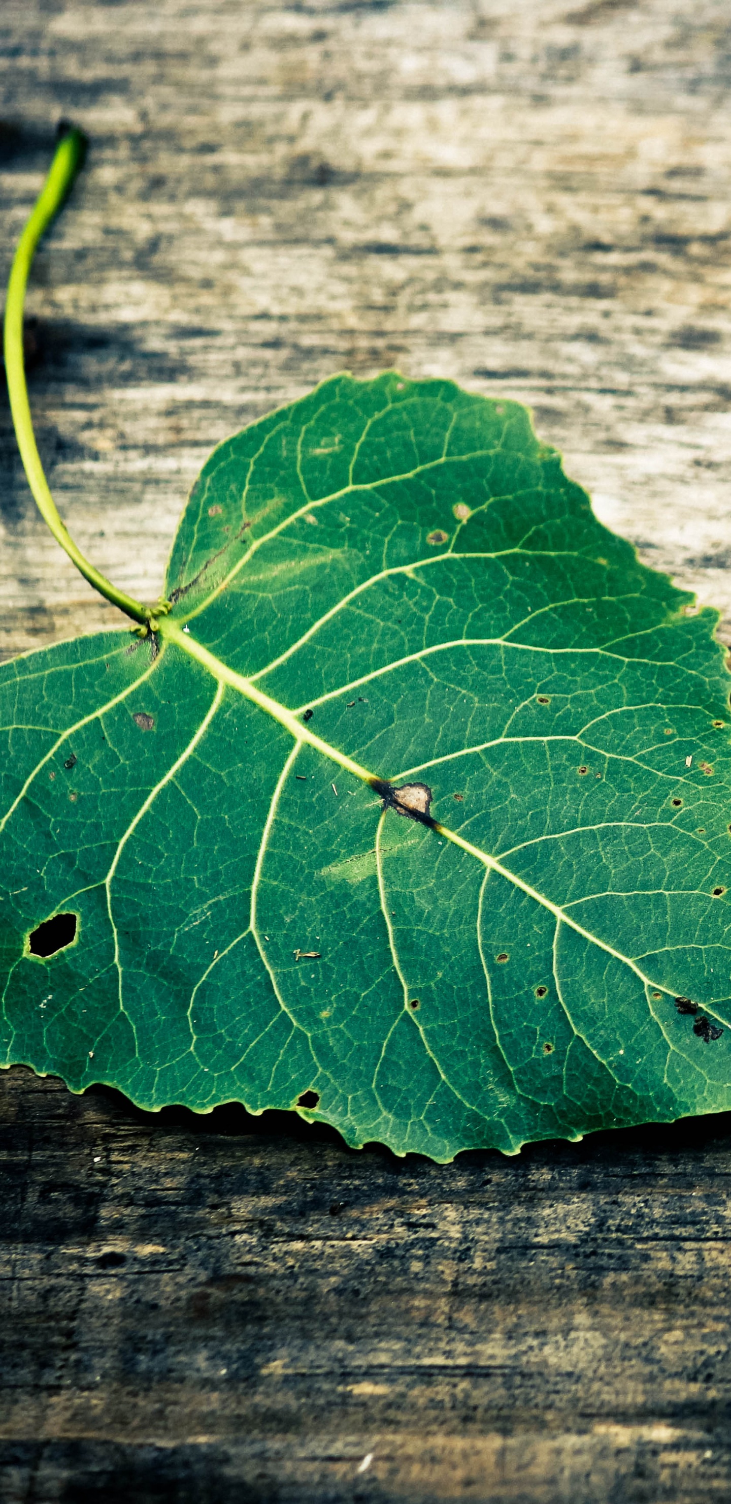 Grünes Blatt Auf Brauner Holzoberfläche. Wallpaper in 1440x2960 Resolution