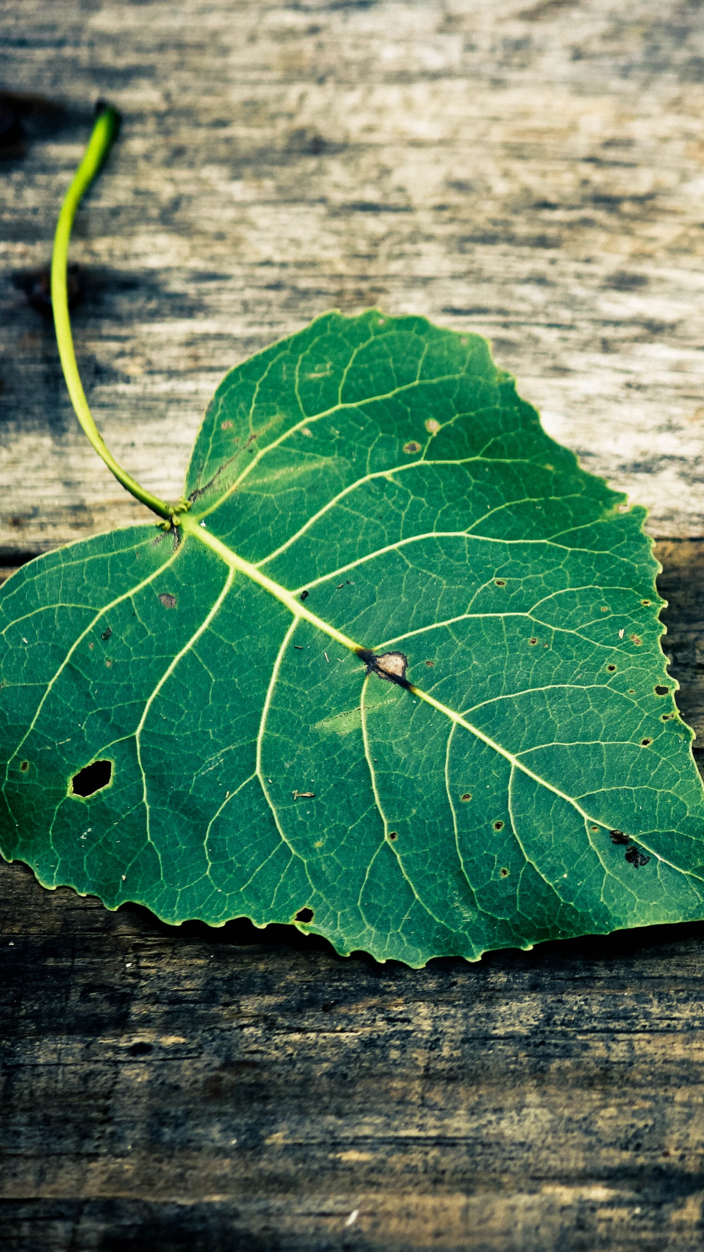 Green Leaf on Brown Wooden Surface. Wallpaper in 1440x2560 Resolution