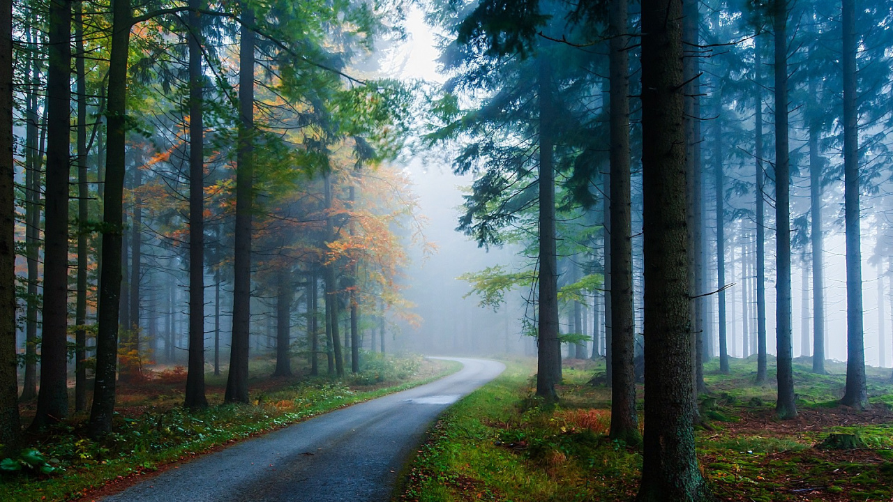 Gray Road Between Green Trees During Daytime. Wallpaper in 1280x720 Resolution