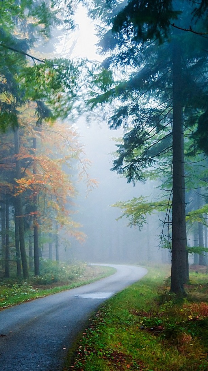 Route Grise Entre Les Arbres Verts Pendant la Journée. Wallpaper in 720x1280 Resolution