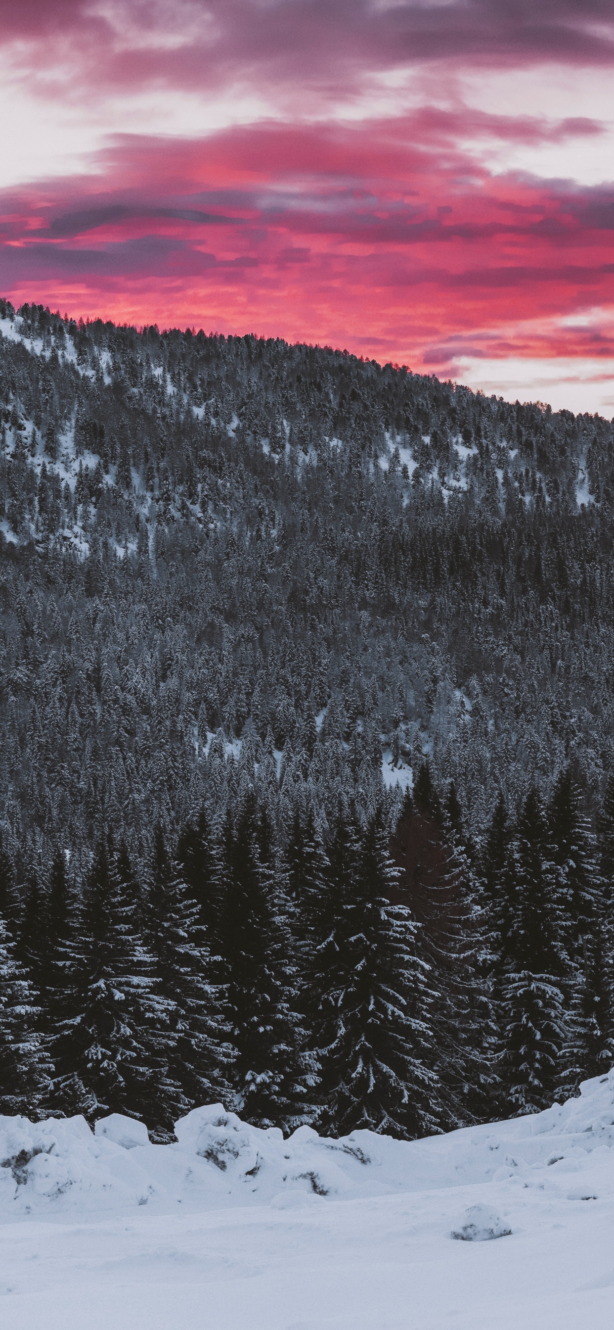 Schnee, Winter, Baum, Cloud, Einfrieren. Wallpaper in 1242x2688 Resolution