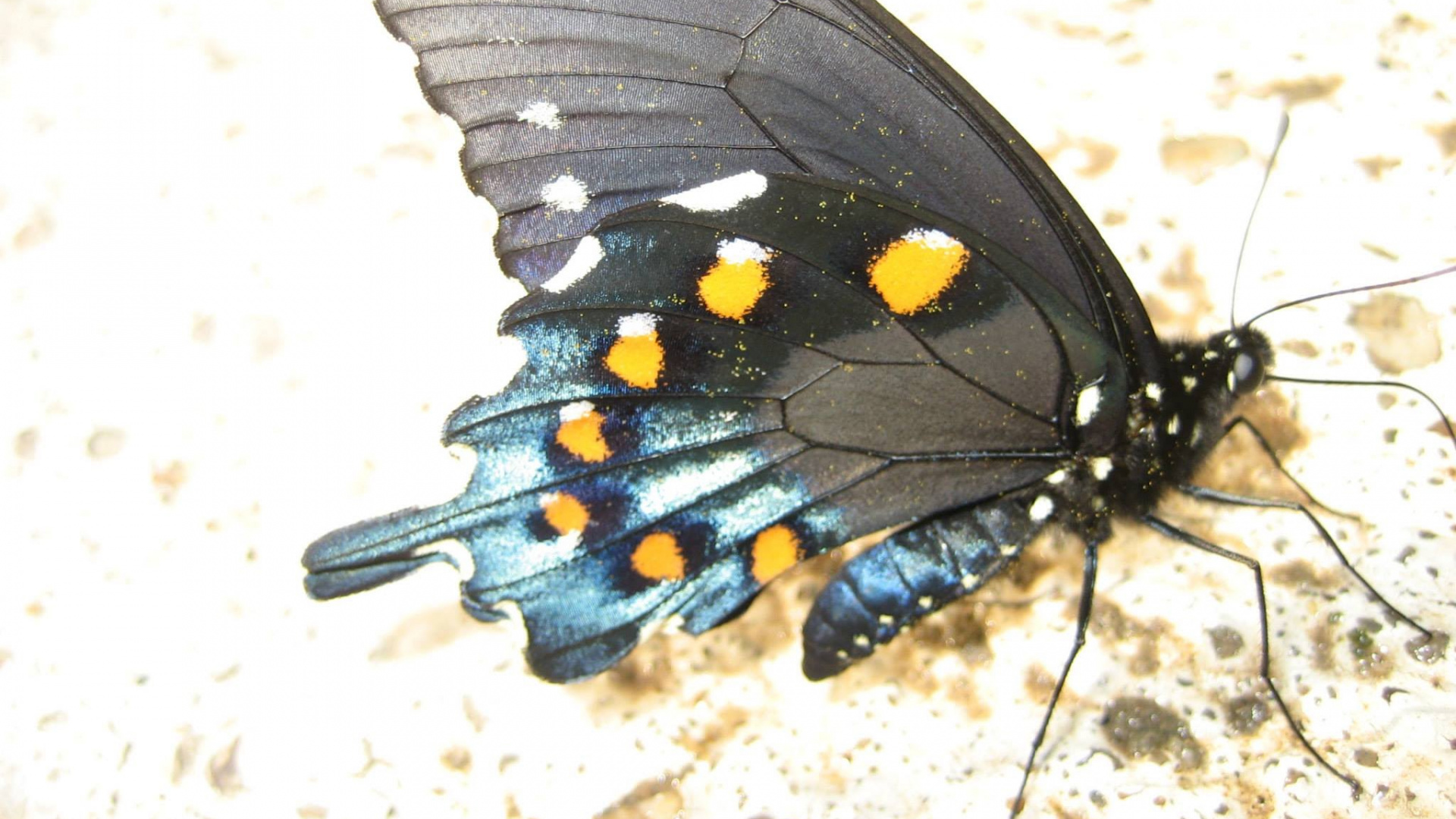 Papillon Noir et Bleu Sur le Sable Blanc Pendant la Journée. Wallpaper in 1920x1080 Resolution