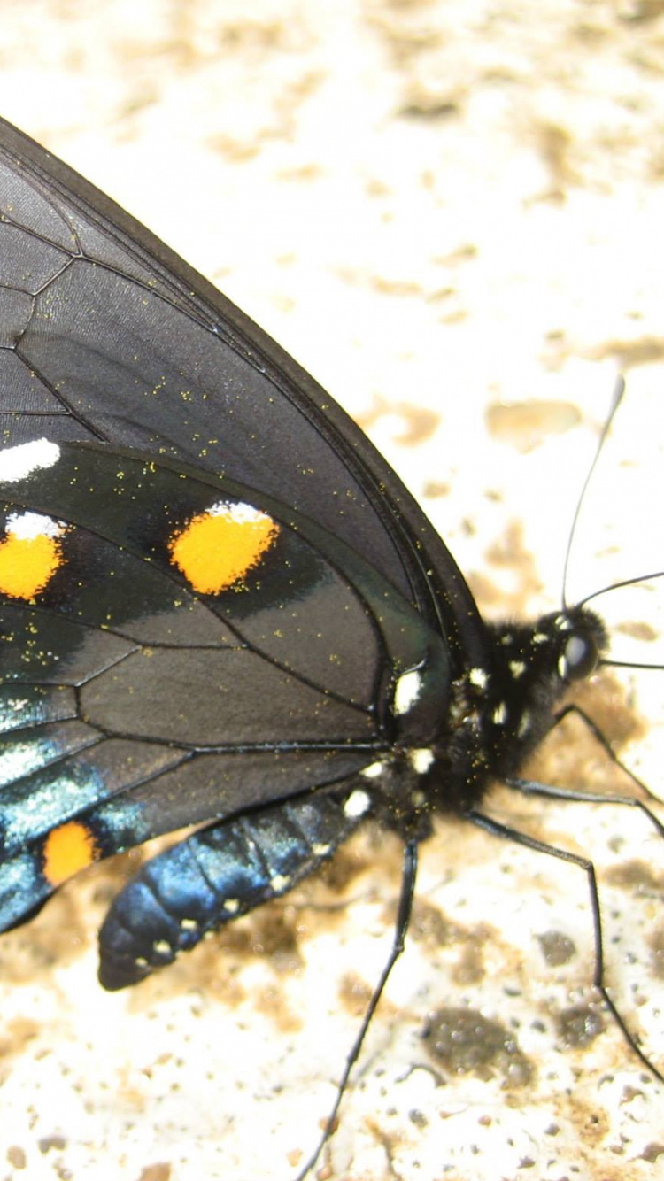 Tagsüber Schwarzer Und Blauer Schmetterling Auf Weißem Sand. Wallpaper in 750x1334 Resolution
