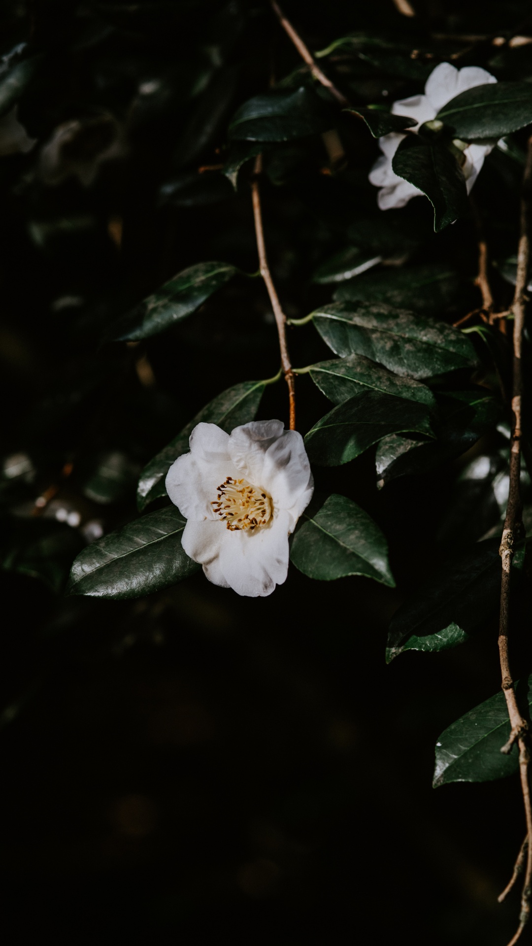 White Flower With Green Leaves. Wallpaper in 1080x1920 Resolution