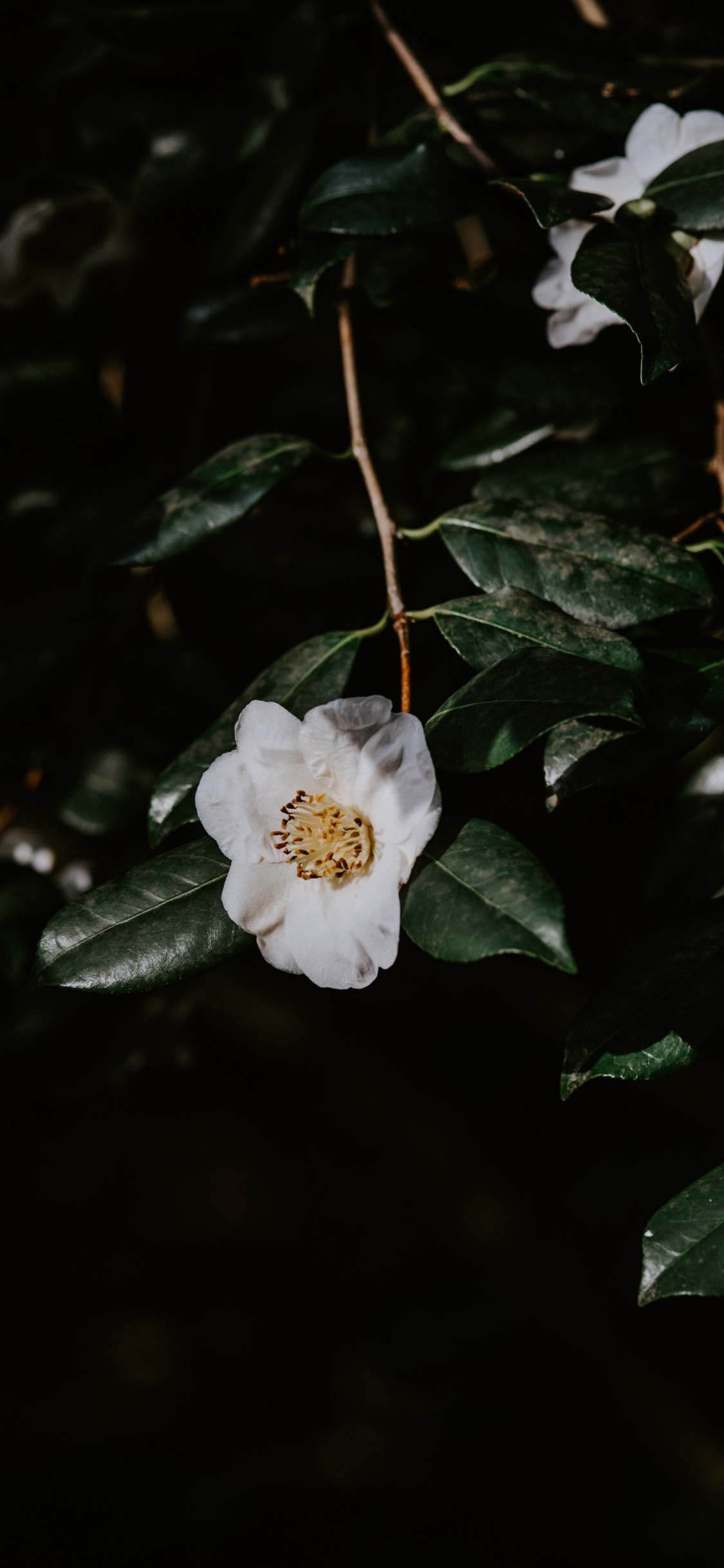 White Flower With Green Leaves. Wallpaper in 1125x2436 Resolution