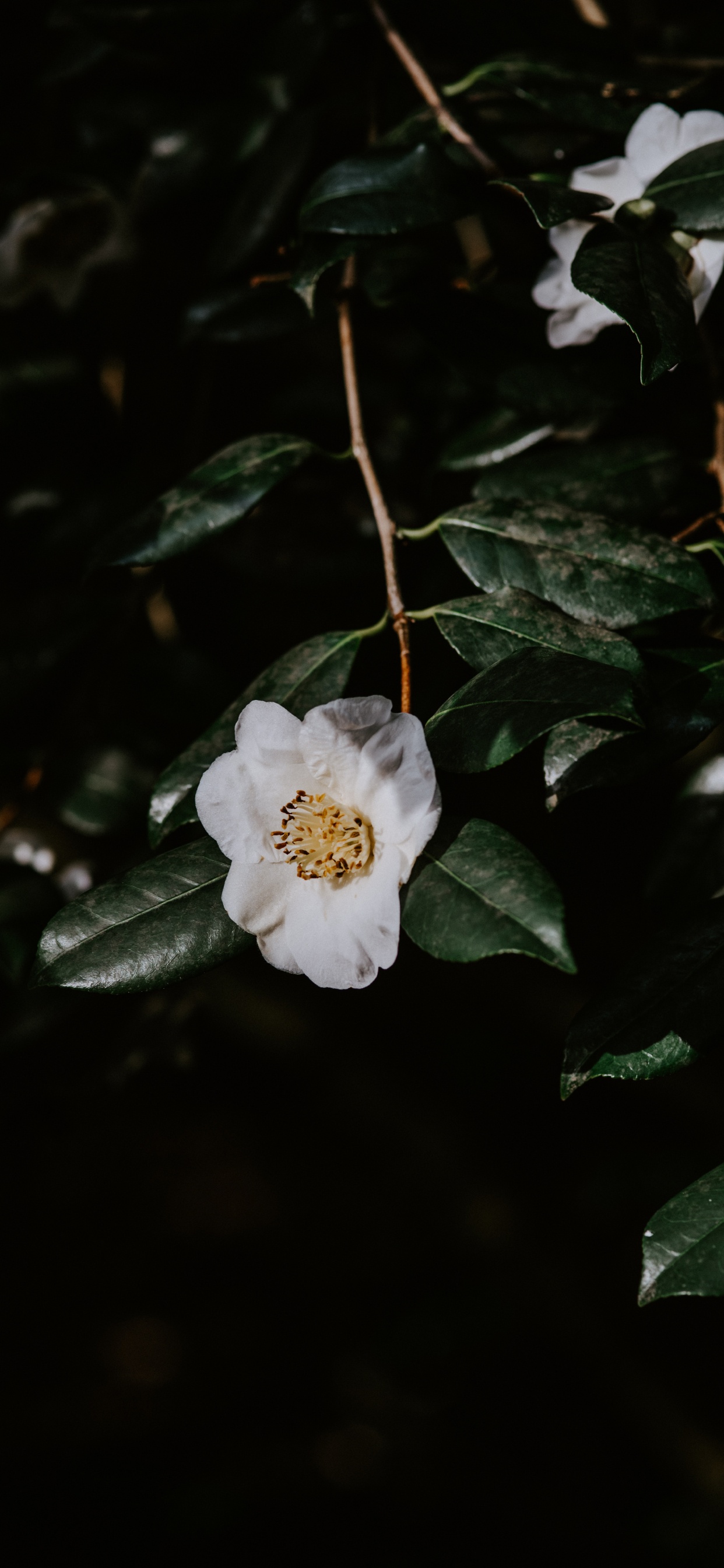 White Flower With Green Leaves. Wallpaper in 1242x2688 Resolution