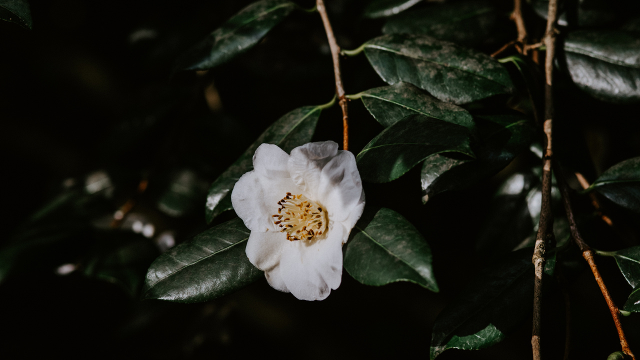 White Flower With Green Leaves. Wallpaper in 1280x720 Resolution