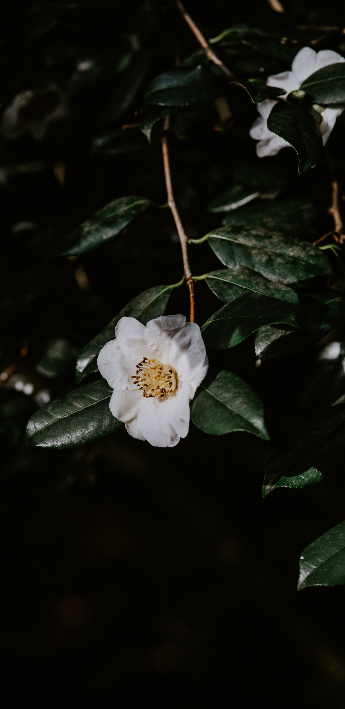 White Flower With Green Leaves. Wallpaper in 1440x2960 Resolution