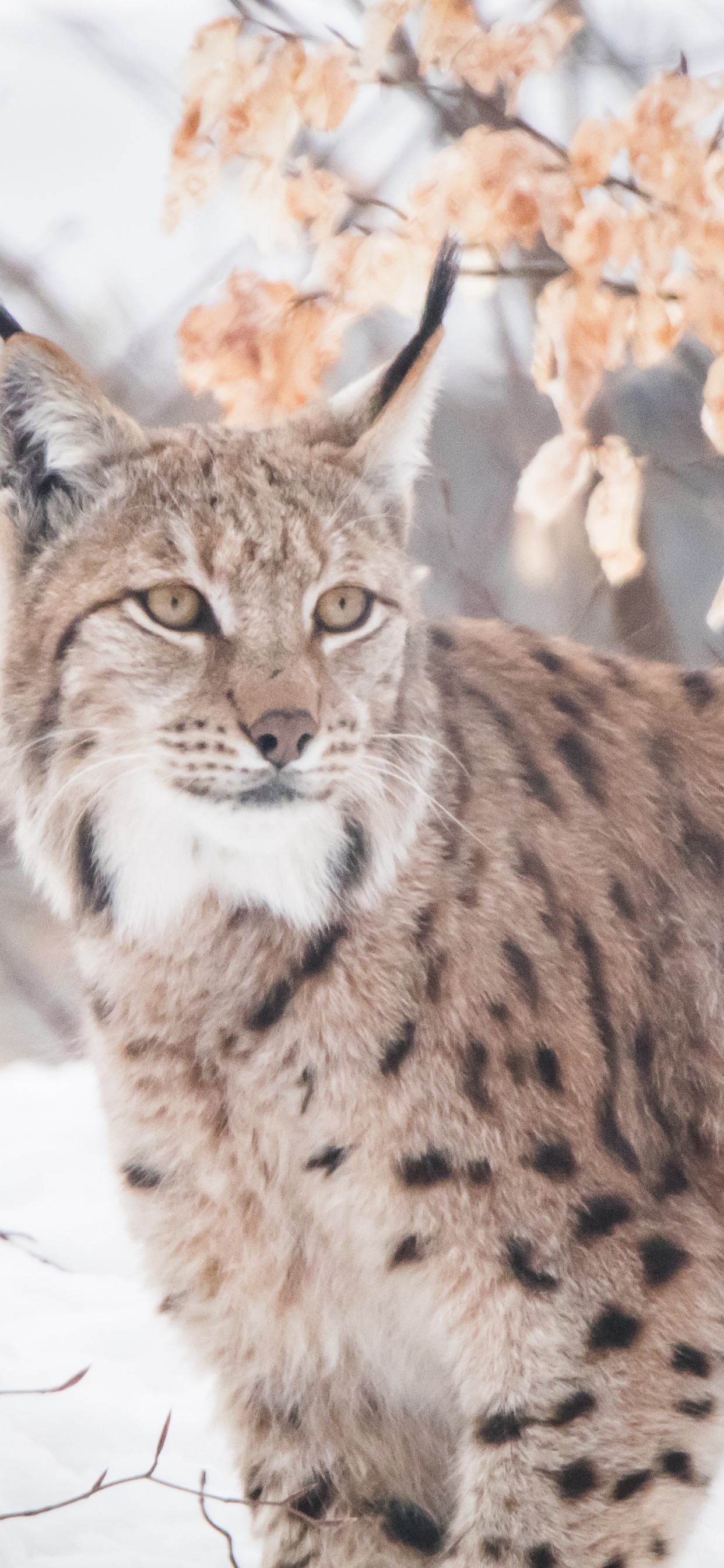 Léopard Brun et Noir Sur le Sol Couvert de Neige Pendant la Journée. Wallpaper in 1242x2688 Resolution