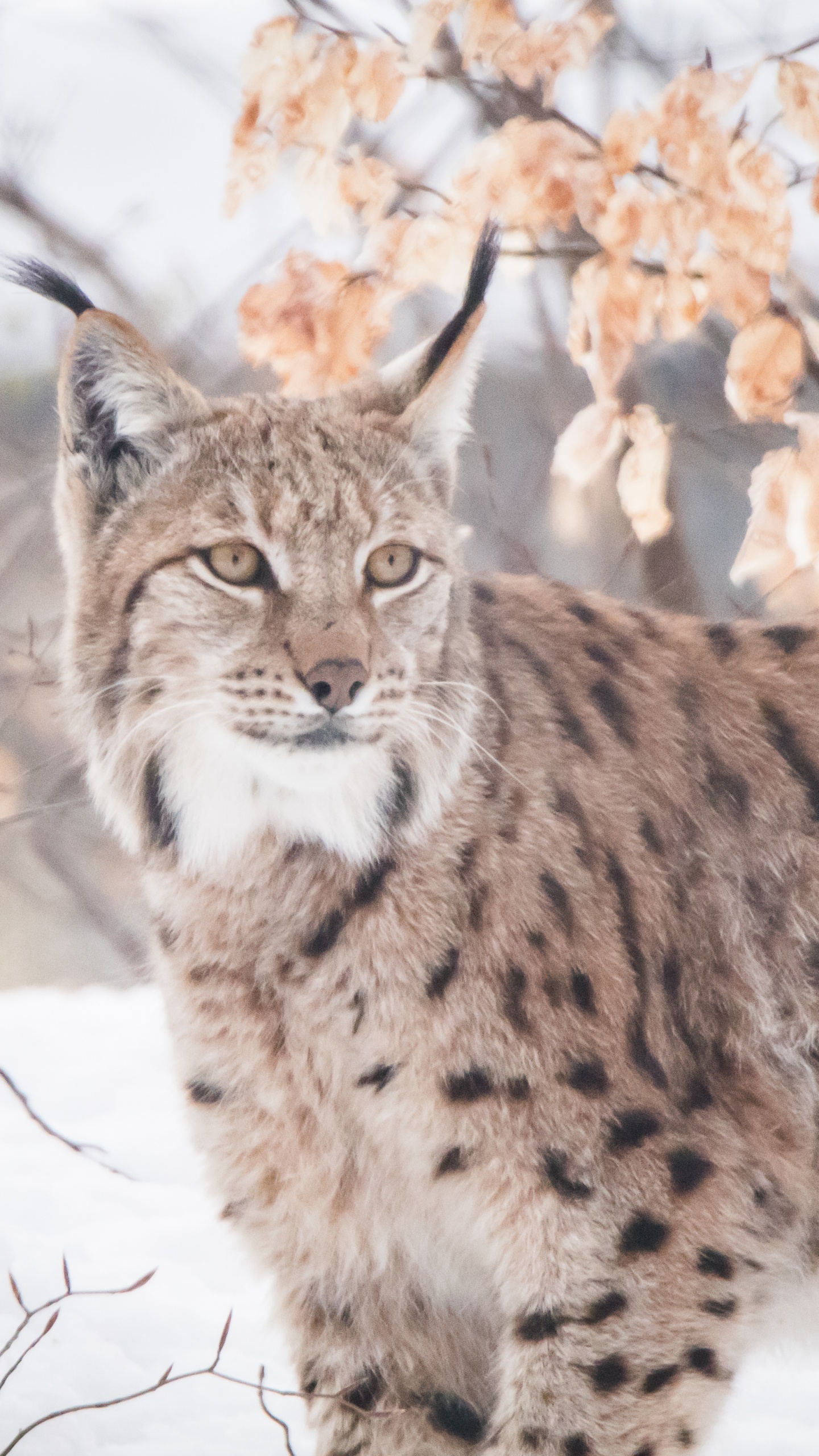 Léopard Brun et Noir Sur le Sol Couvert de Neige Pendant la Journée. Wallpaper in 1440x2560 Resolution