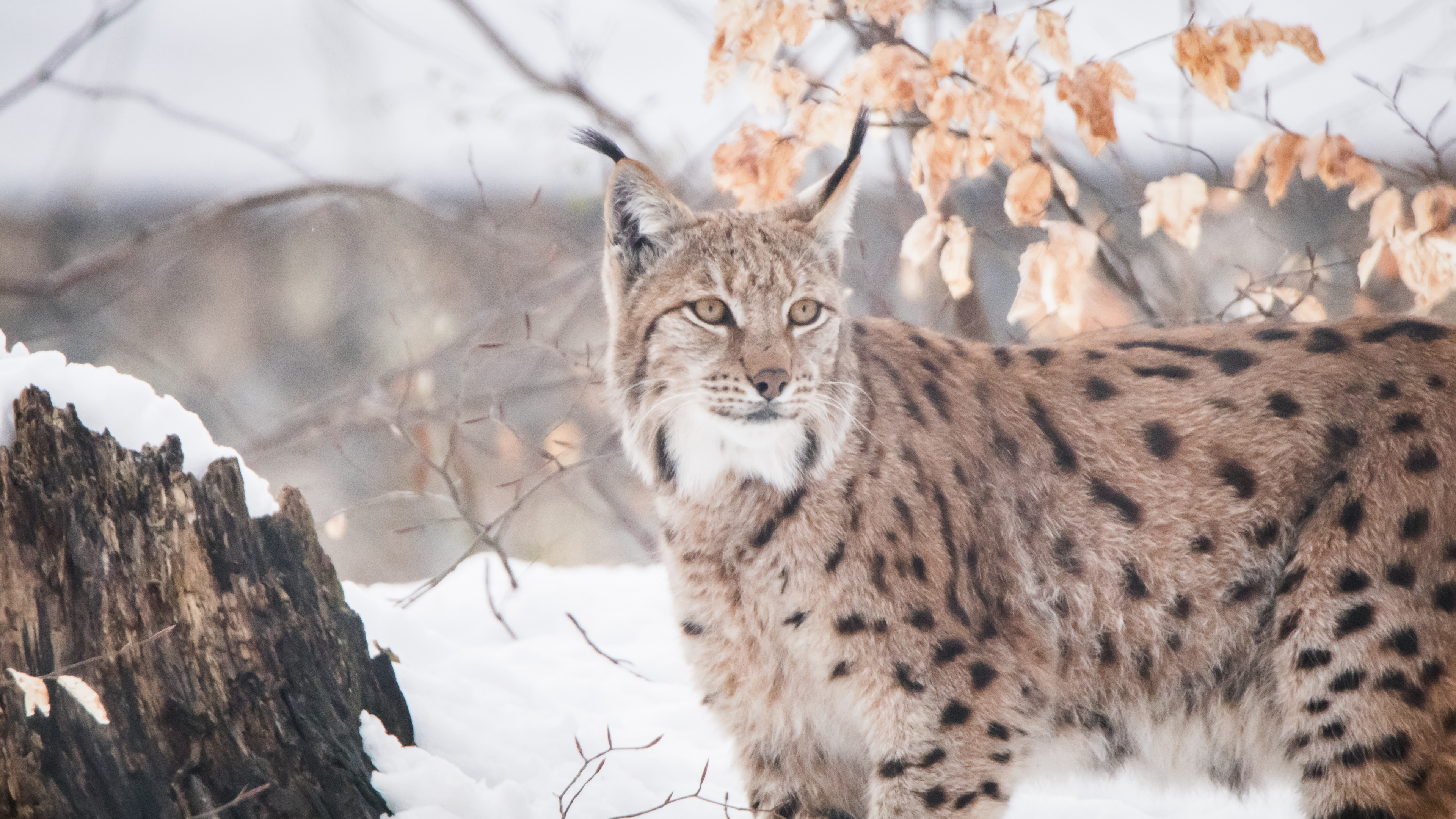 Brauner Und Schwarzer Leopard Auf Schneebedecktem Boden Tagsüber. Wallpaper in 3840x2160 Resolution