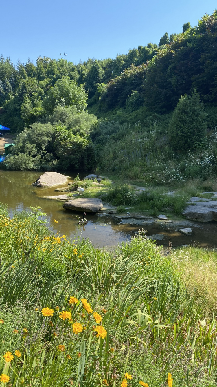 Fluss, Vegetation, Naturlandschaft, Pflanzen-Gemeinschaft, Bank. Wallpaper in 750x1334 Resolution