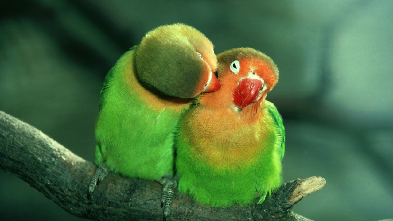 Grüngelber Und Roter Vogel Auf Braunem Ast. Wallpaper in 1280x720 Resolution