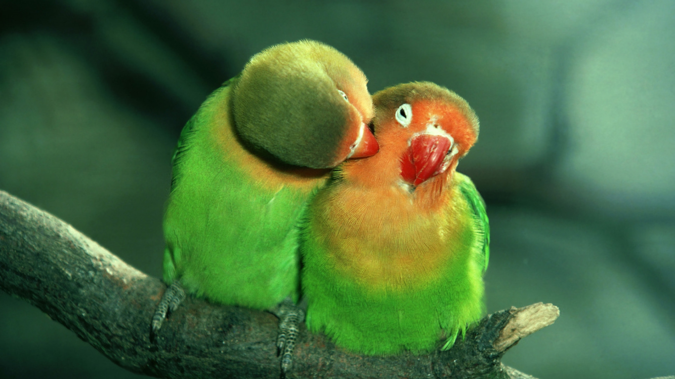 Green Yellow and Red Bird on Brown Tree Branch. Wallpaper in 1366x768 Resolution