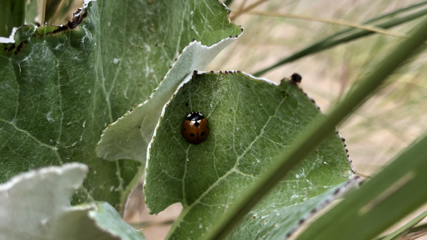 Tallo de la Planta, Biología, Adaptación, Planta Terrestre, Hierba de la Familia. Wallpaper in 1366x768 Resolution