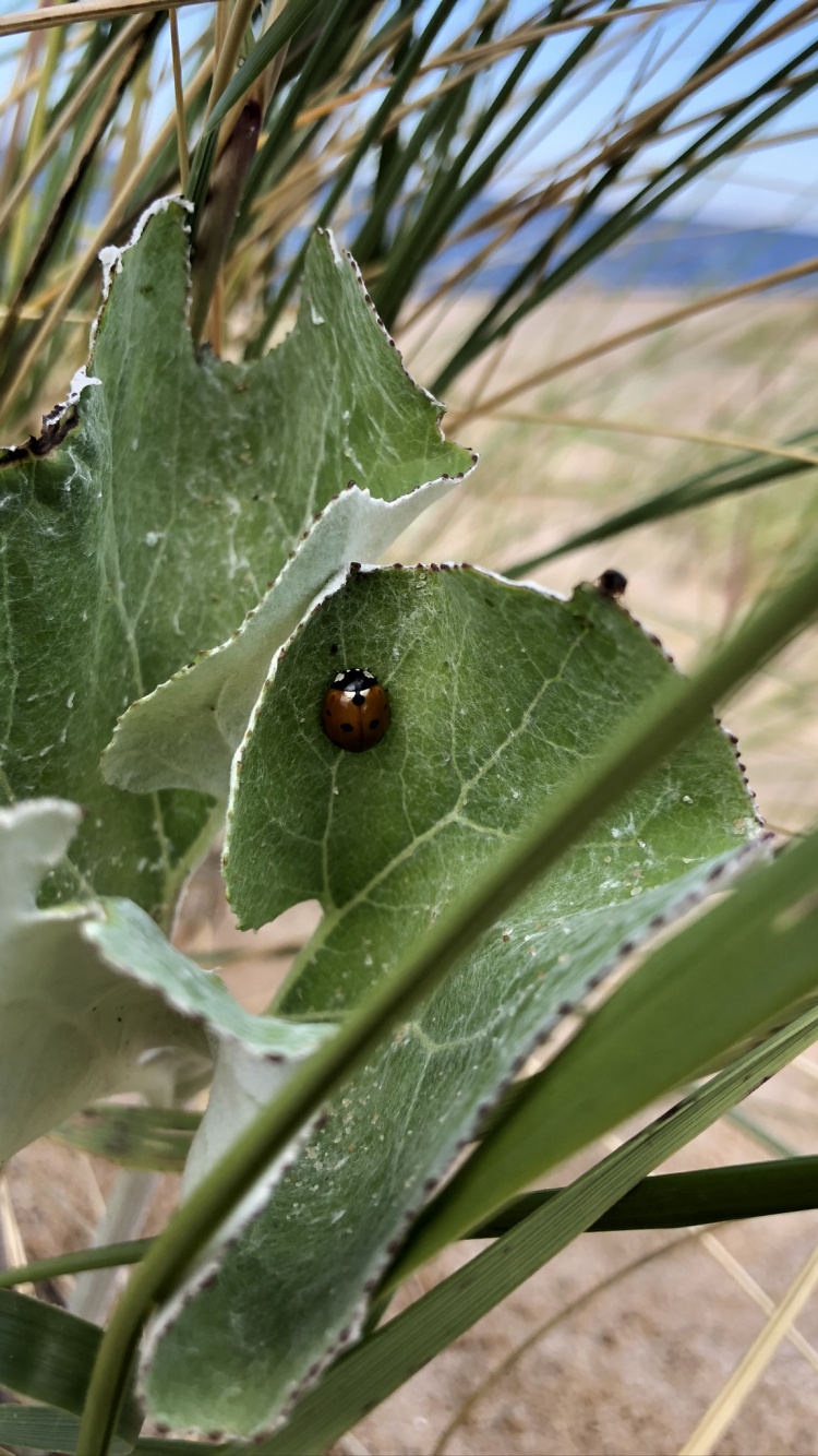 Tallo de la Planta, Biología, Adaptación, Planta Terrestre, Hierba de la Familia. Wallpaper in 750x1334 Resolution