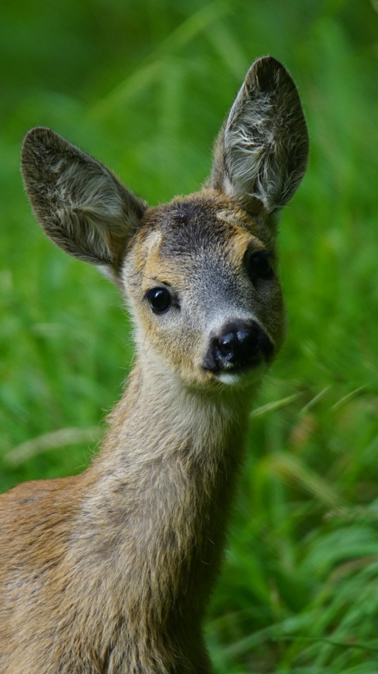 Brown Deer on Green Grass During Daytime. Wallpaper in 750x1334 Resolution