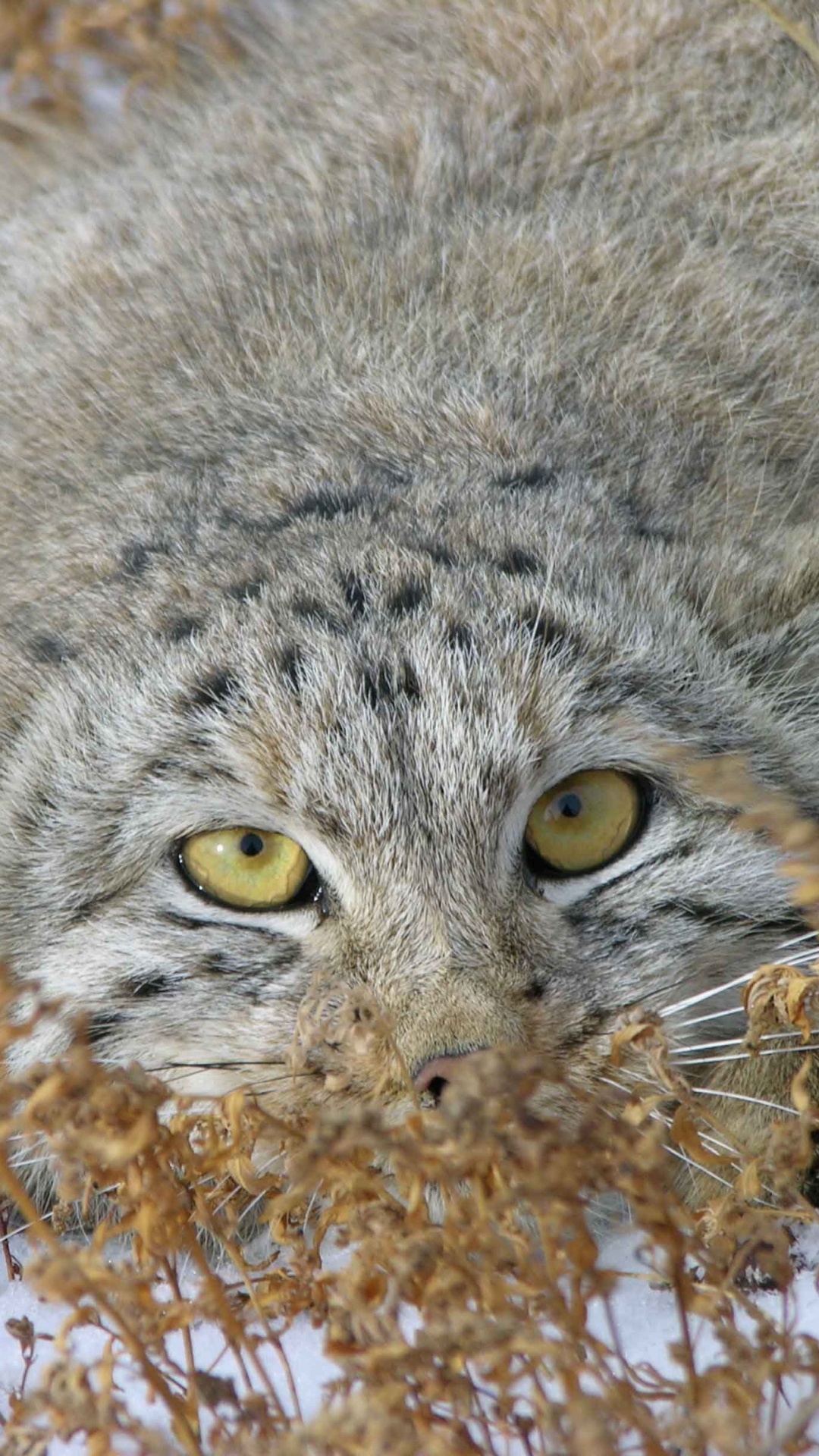 Hibou Gris et Brun Sur Des Feuilles Séchées Brunes Pendant la Journée. Wallpaper in 1080x1920 Resolution