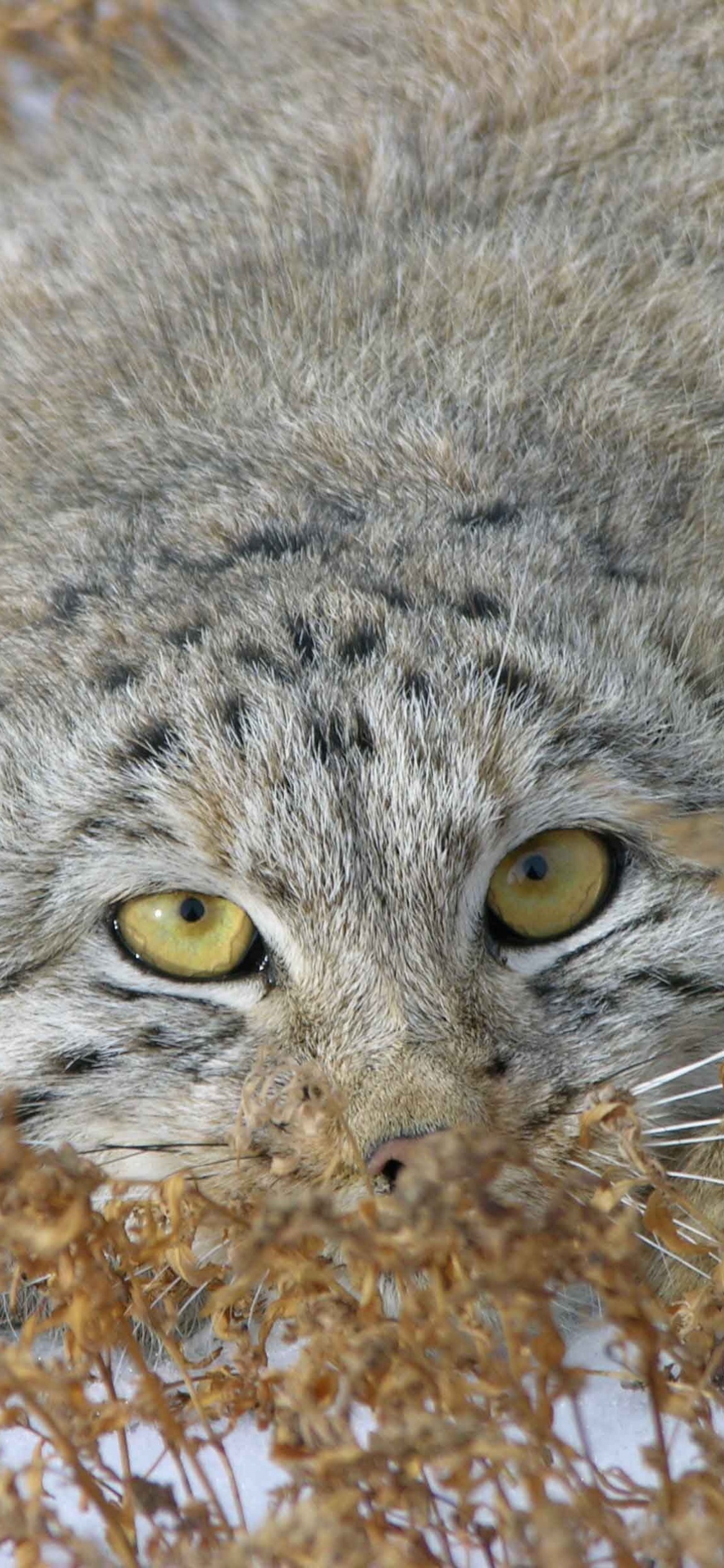 小猫, 猫科, 野猫, 野生动物, 胡须 壁纸 1125x2436 允许