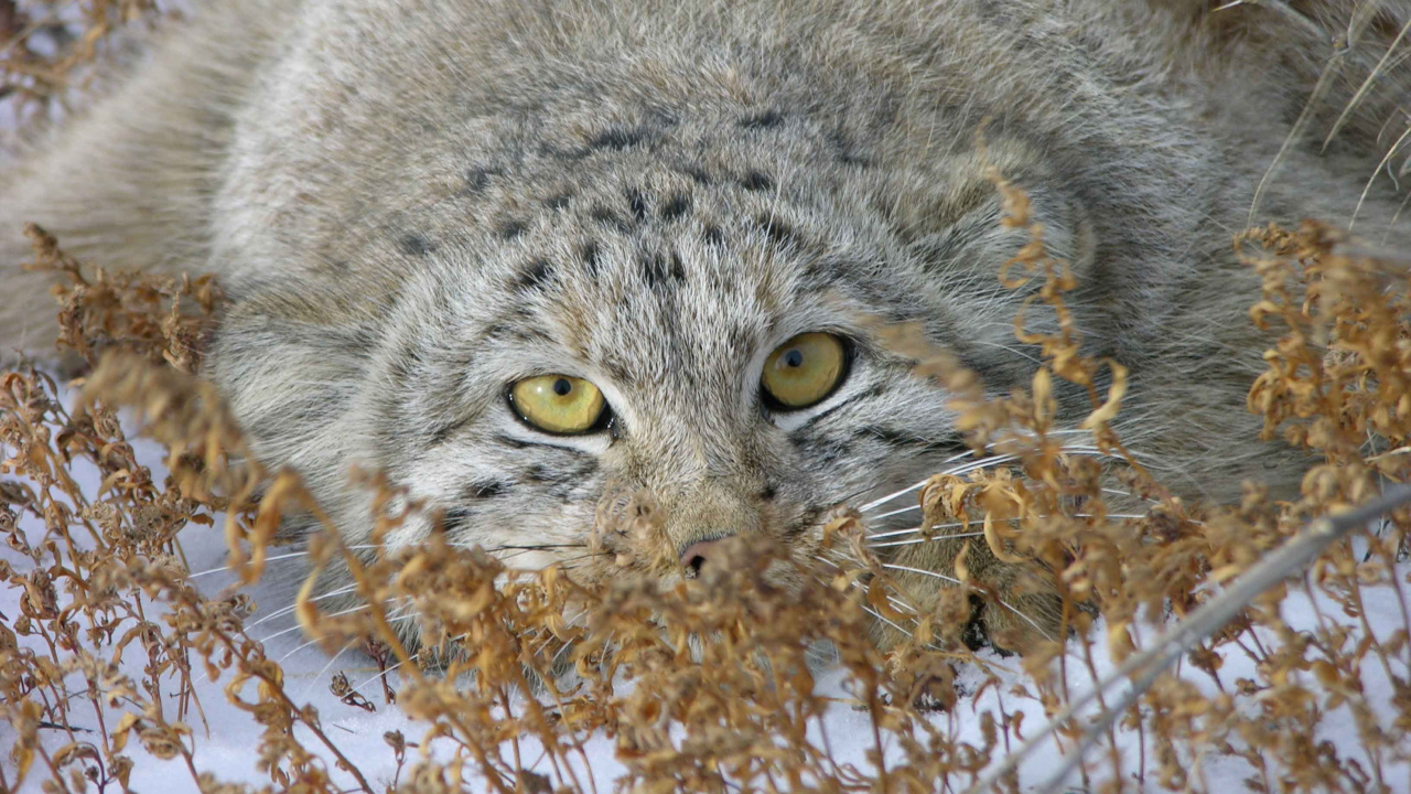 小猫, 猫科, 野猫, 野生动物, 胡须 壁纸 1280x720 允许