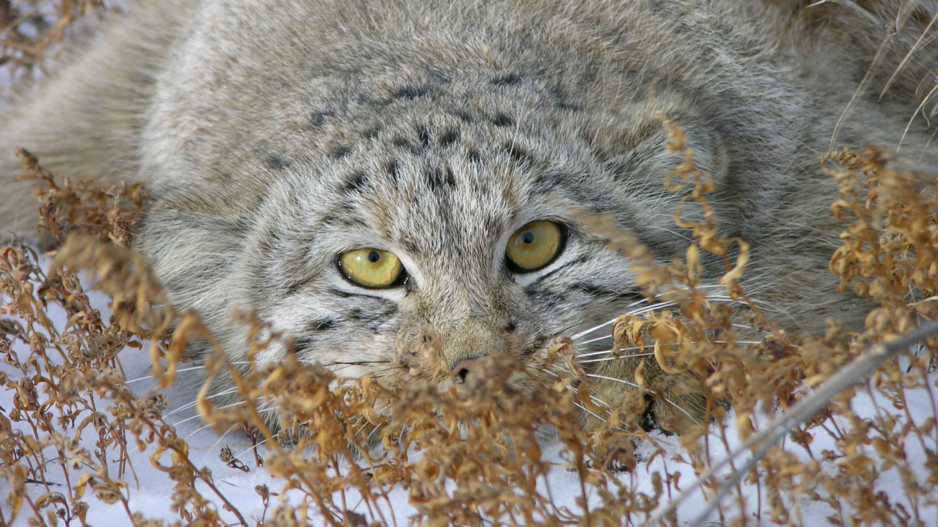 小猫, 猫科, 野猫, 野生动物, 胡须 壁纸 1920x1080 允许