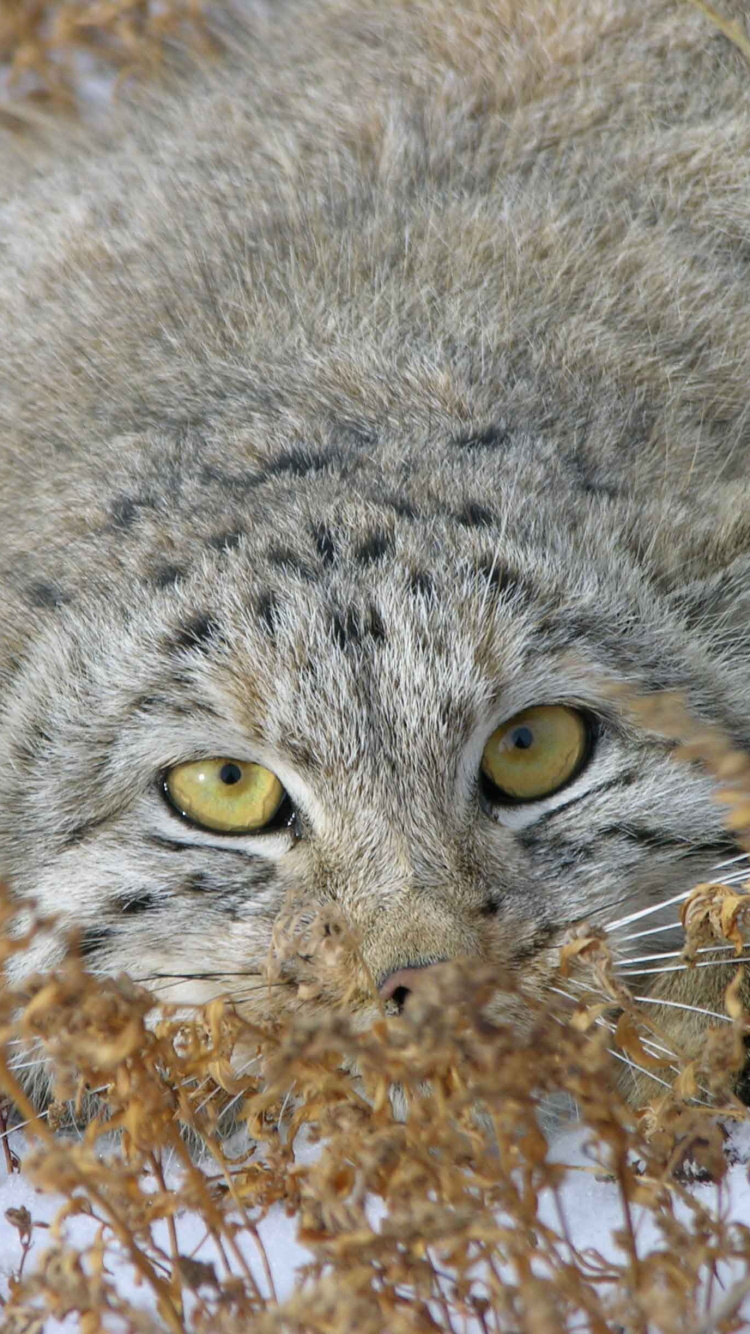 小猫, 猫科, 野猫, 野生动物, 胡须 壁纸 750x1334 允许