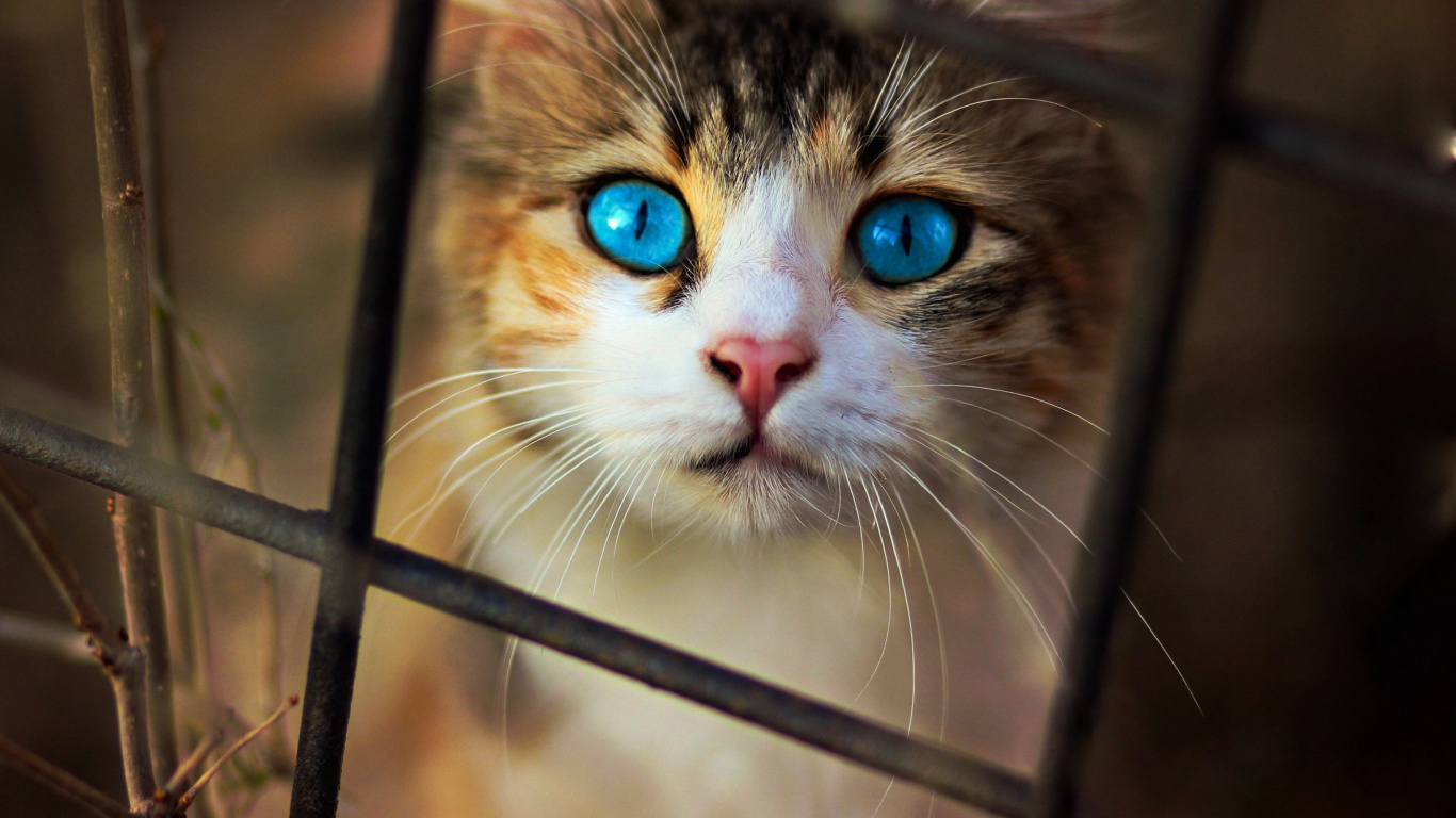 Braune Weiße Und Schwarze Katze Auf Schwarzem Metallkäfig. Wallpaper in 1366x768 Resolution