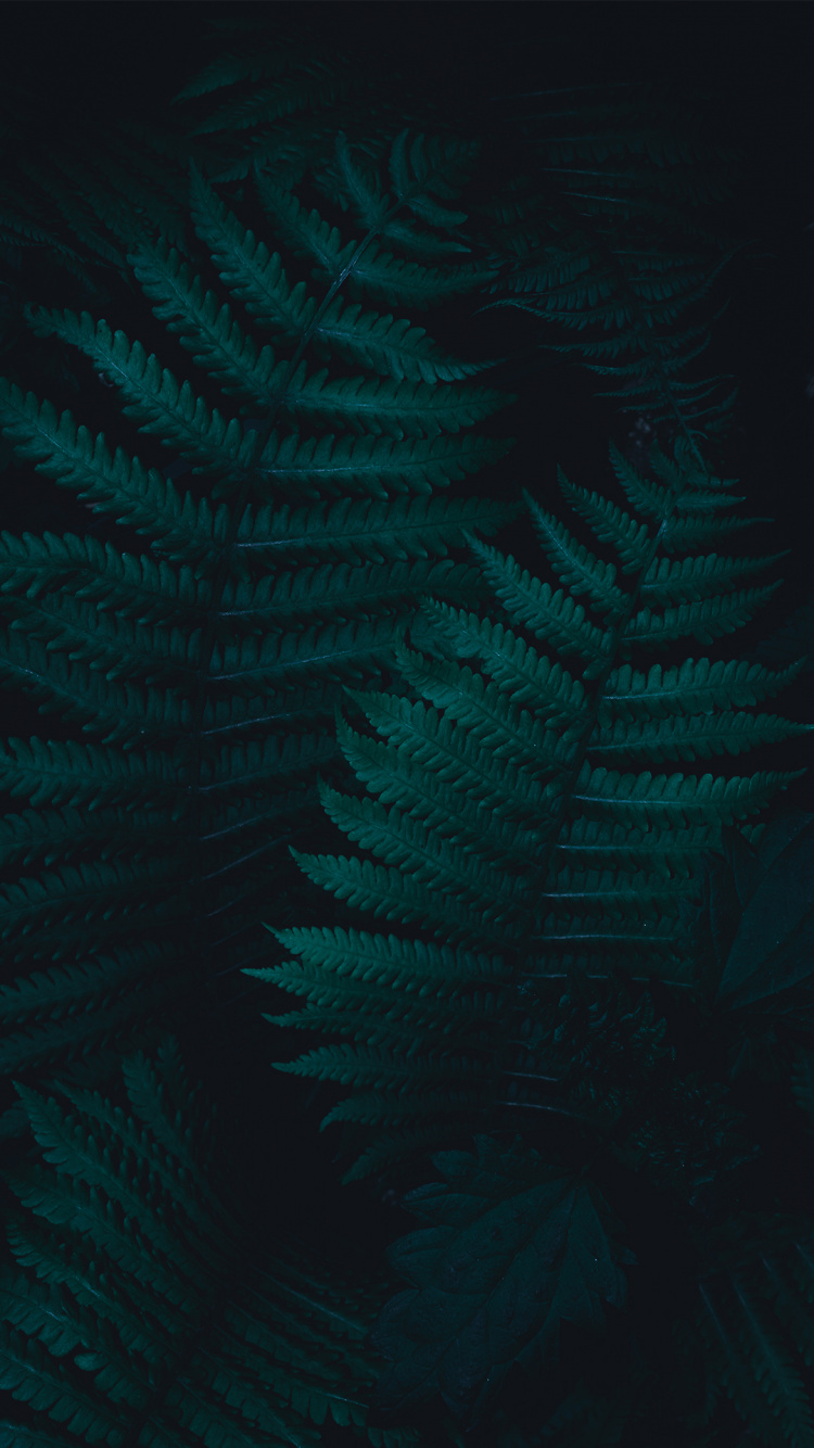 Atmosphäre, Türkis m, Azure, Branch, Terrestrische Pflanzen. Wallpaper in 750x1334 Resolution