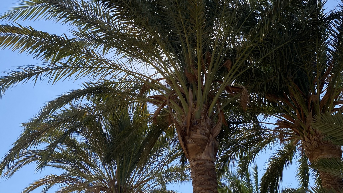 Date Palm, Babassu, Plants, Vegetation, Daytime. Wallpaper in 1366x768 Resolution