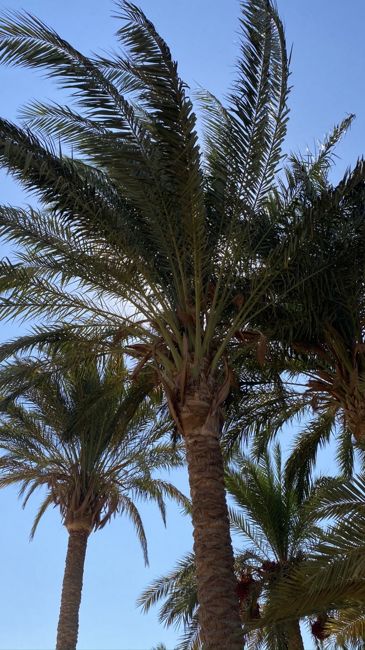 Date Palm, Babassu, Plants, Vegetation, Daytime. Wallpaper in 720x1280 Resolution