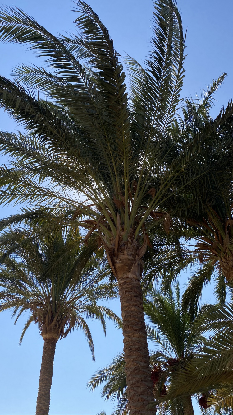 Date Palm, Babassu, Plants, Vegetation, Daytime. Wallpaper in 750x1334 Resolution