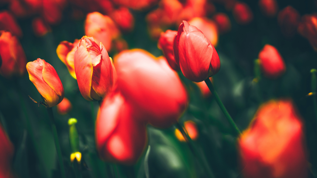 Tulipes Rouges en Fleurs Pendant la Journée. Wallpaper in 1280x720 Resolution