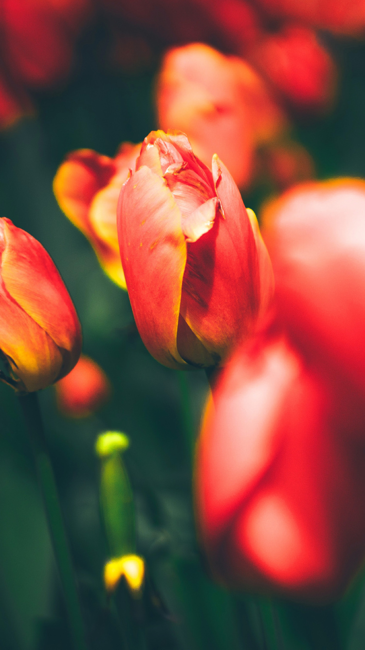 Tulipes Rouges en Fleurs Pendant la Journée. Wallpaper in 750x1334 Resolution
