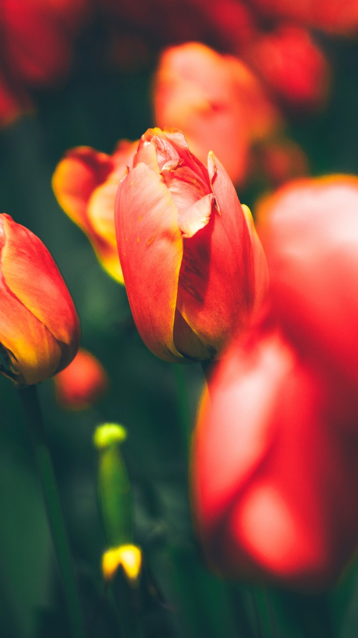 Red Tulips in Bloom During Daytime. Wallpaper in 720x1280 Resolution
